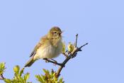 fitis (Phylloscopus trochilus) 4-2017 9641